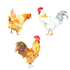 chicken and   roosters watercolor painting isolated on white background set for all prints.