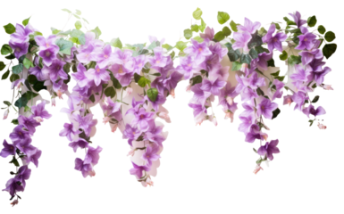 PNG Vine with flowers hanging blossom purple plant.
