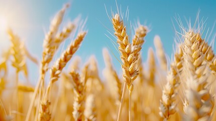 Fototapeta premium Golden wheat field under a bright blue sky, capturing the essence of nature's bounty and agricultural beauty.