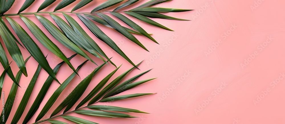 Poster top view image of a palm tree leaf on a pink background with space beside for text or product displa