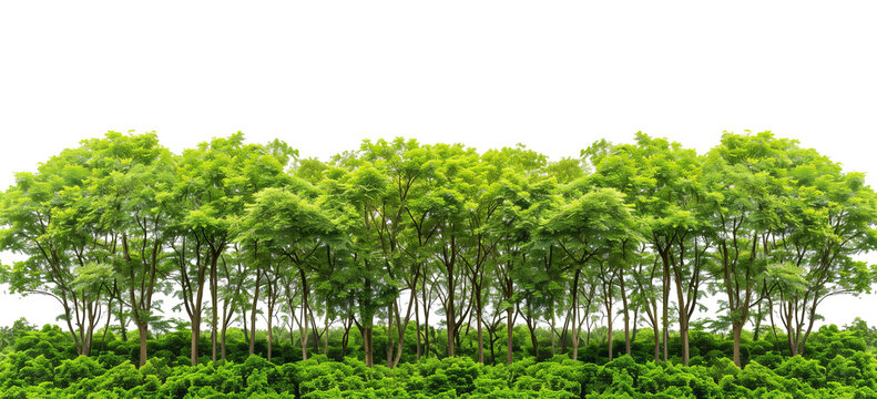 una foresta lussureggiante con una variet&agrave; di alberi e piante verdi. La vegetazione &egrave; fitta e rigogliosa, creando un ambiente naturale e sereno. Su sfondo trasparente, cut-out.