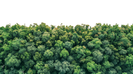 una foresta lussureggiante con una varietà di alberi e piante verdi. La vegetazione è fitta e rigogliosa, creando un ambiente naturale e sereno. Su sfondo trasparente, cut-out.