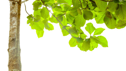 A cut-out of a teak tree on a white background with clipping paths.