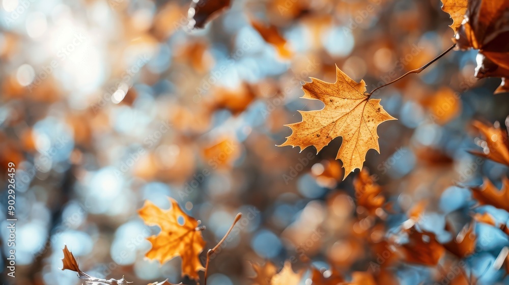 Poster a single autumn leaf is in sharp focus against a blurred, bokeh-filled forest background, emphasizin