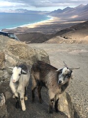 sheep in the mountain