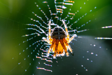 The spider on a cobweb. European garden spider, diadem spider, orange, crowned gyrfly Araneus diadematus in the web.