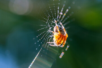 The spider on a cobweb. European garden spider, diadem spider, orange, crowned gyrfly Araneus diadematus in the web.