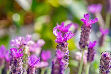 Summer purple flowers. Macro photograph of French Lavender Bush Up Close.