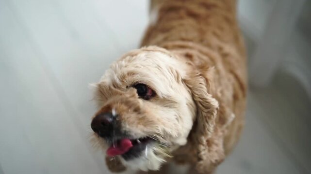 Cocker spaniel looks at drops of water.
Water is dripping from the roof and the dog is watching.
The dog catches drops of water.
The dog is playing