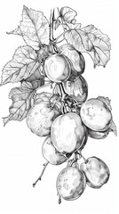 Sketch of an Assortment of Detailed Fruits. Fresh and Colorful Collection Concept