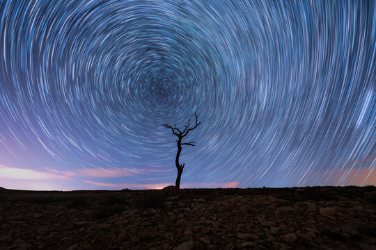 Fotografia circumpolar estrellas y &aacute;rbol