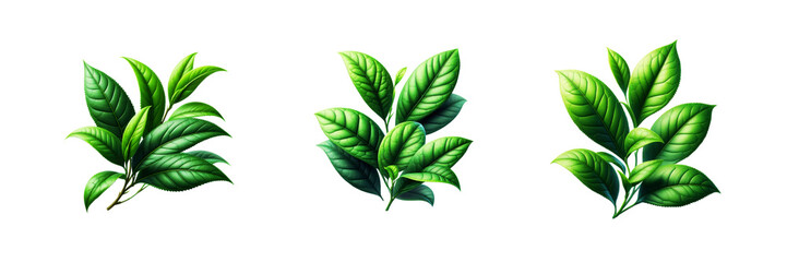 Fototapeta premium Set of Green tea leaf, isolated over on transparent white background