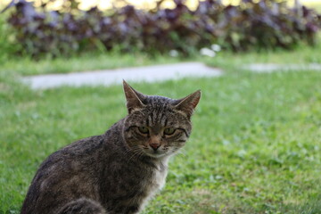 A closeup shot of a cat looking sideways