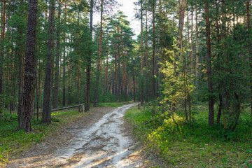 Fototapeta premium road in the woods