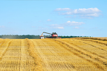 Combine harvester loading truck with grain, wheat harvest operation. Agricultural machines at the...