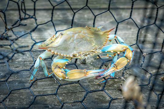 A blue crab cought in a trap