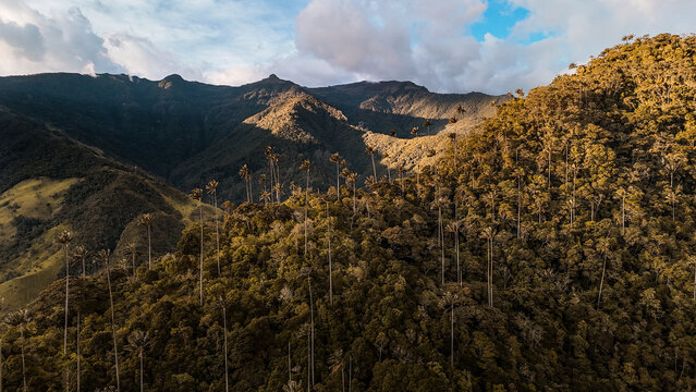 Valle de Cocora, Salento, Colombia.