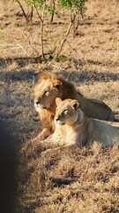 Close-Up of a Lion and Lioness Resting in the African Savanna