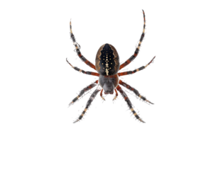 A spider is shown in a white background. The spider is brown and black with white spots. The spider is in the middle of the image and is the main focus