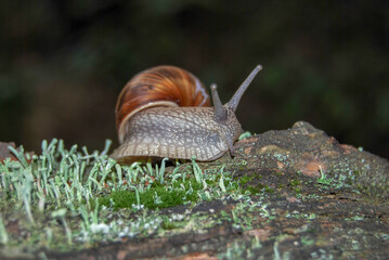 the face of a snail sitting on an old stump in a dark forest