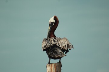 pelicans on the pier