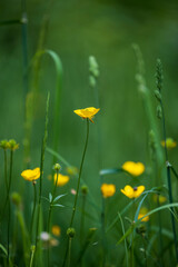 Yellow wildflowers photographed in tall green grass. Blurred background.