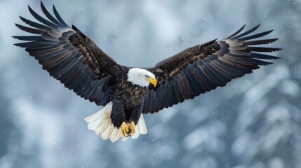 Fototapeta premium Bald Eagle in flight acrobatics