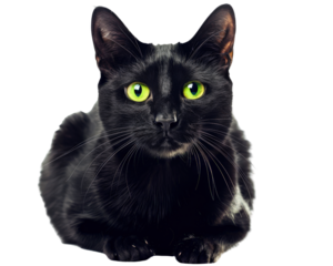 A black cat with green eyes is laying on a white background. The cat's eyes are wide open, giving it a fierce and intimidating appearance. The contrast between the black cat