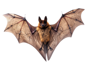 A bat is flying in the air with its wings spread out. The bat is brown and has a furry appearance