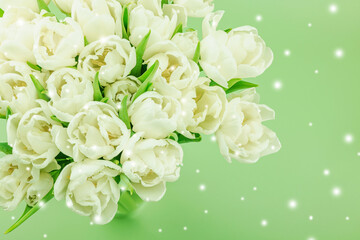Obraz premium A bouquet of white tulips on a pastel green background. Blooming flowers, festive concept