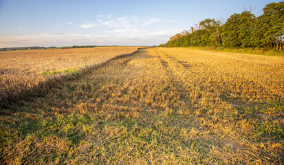 A field of dry grass with a few trees in the background