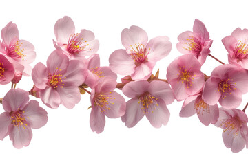 Obraz premium PNG Sakura blossom flower petal.