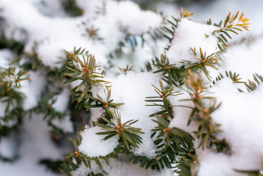 ever green plants in the snow