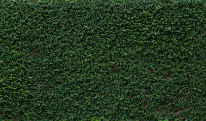 Fototapeta premium The Ficus pumila texture wall. Pumila is an ivy planted on the wall to create a natural atmosphere. (high resolution panoramic image for large format printing)