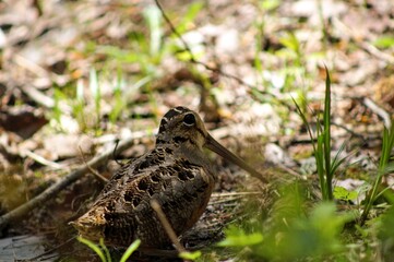 Woodcock