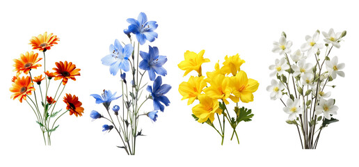 Set of colors various flowers, orange flower, white flower, blue flower and white flower isolated on transparent background.