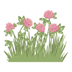 red clover, field flowers, vector drawing wild plants and green grass at white background, floral elements, hand drawn botanical illustration