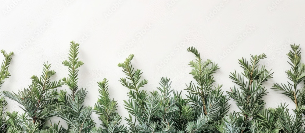 Aufkleber festive christmas decor with evergreen branches on a white backdrop top down view for a design with 
