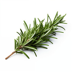 Fototapeta premium Fresh Rosemary Sprig Isolated on White Background