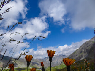 Flower field on alpine meadow with scenic view of mountains and hills in valley Valle Stura in...