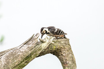 great spotted woodpecker sitting on a tree branch in the forest
