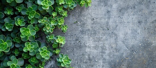 Euphorbia prostrata green plants spreading on the cement floor by the house ideal as a copy space image