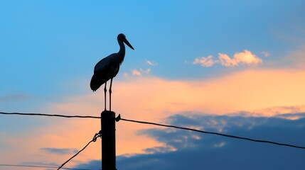 A stork standing on top of an electric pole