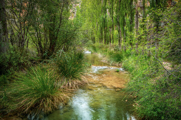 Obraz premium View of a wooded section of the Ebron river strait trail, Teruel, Aragon, Spain, with lots of riverside vegetation