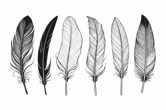 Fototapeta Set of bird feather silhouettes, vector illustration, isolated on white background. Collection of black plume icons and patterns for design and decoration.