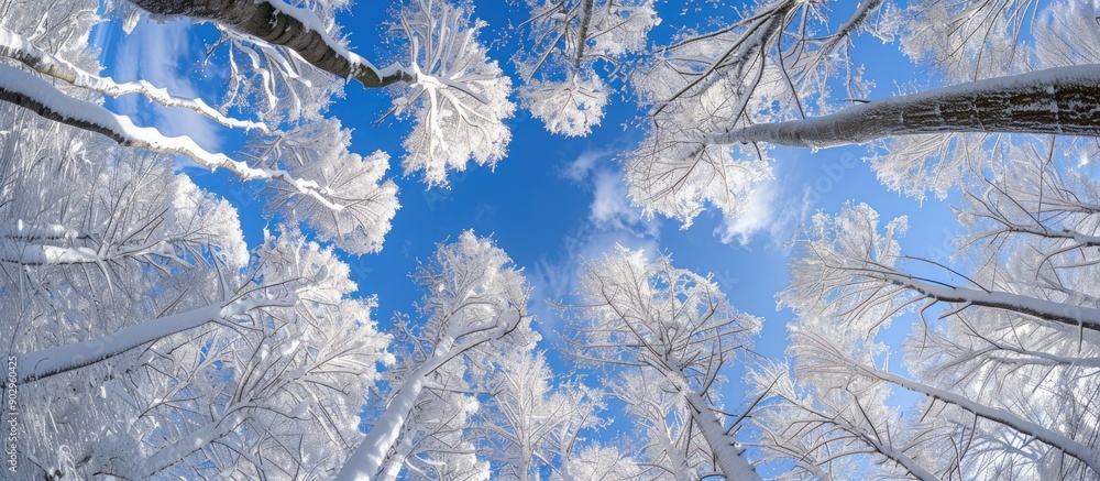 Poster Sunny winter forest viewed from below with a snow filled canopy with copy space image