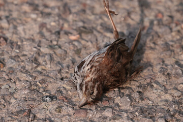 Bird Roadkill on country concession