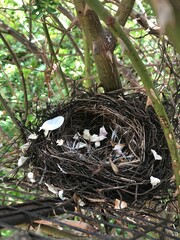 Bird nest on tree