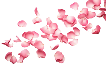 PNG Rose petals backgrounds flower plant.