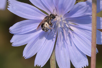 Polyester bee on Chicory
